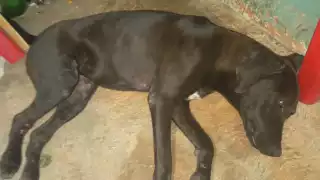 Convocan una marcha en Kanasín para pedir justicia por Negrita, una perrita que fue atropellada