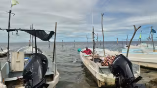 Mal tiempo frena la pesca en Champotón; pescadores recurren al camaroncito para obtener ingresos