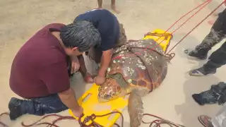 Personal de Protección Civil rescató a la tortuga y la regresó al mar.