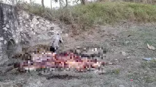 Se desconoce si la vaca fue robada y destazada en Escárcega