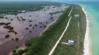 El litoral yucateco pierde manglares, valioso ecosistema para el equilibrio natural y protección de la zona