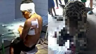 No se ha registrado un ataque de jaguar durante los trabajos del Tren Maya