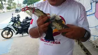 Rescata a cocodrilo bebé en panteón de Escárcega
