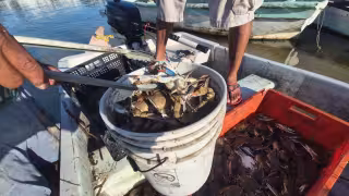 Pescadores de Champotón capturan más de 30 kilos de jaiba, pero la ganancia es mínima