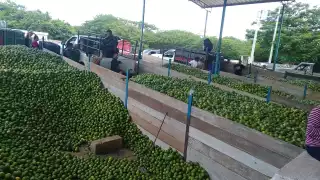 A pesar de que es apenas el inicio de la época de cosecha del producto, el precio alcanzó entre los 120 y 130 pesos