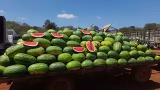 Sandía menonita mejora su precio tras semanas de pérdidas millonarias