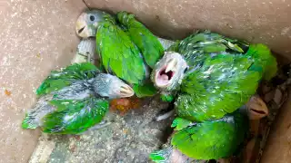  Vinculan a proceso a tres personas por tráfico de especies en Yucatán; llevaban 11 loros y un mono araña  