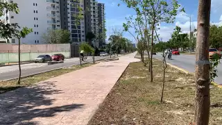 Se constató la supervivencia de los árboles que fueron trasplantados a lo largo de la Avenida Bonampak de Cancún