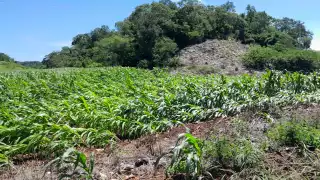 Fuertes vientos azotaron la comunidad de Bacabchén, Dzitbalché, dañando mecanizados de maíz.
