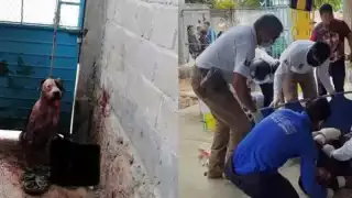 Familia de ladrón exige sacrificio de pitbull que evitó robo en casa de sus dueños en Chiapas