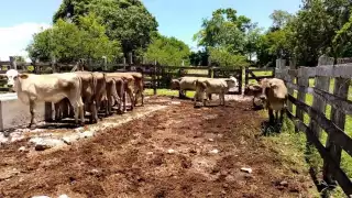 El rastro municipal reprobó cinco visitas de la Cofepris y las autoridades municipales no han escuchado las quejas