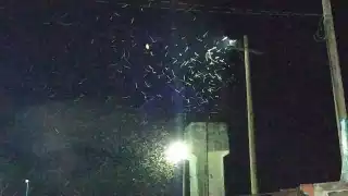 Las chinches se han visto principalmente en las lámparas de las calles de Valladolid