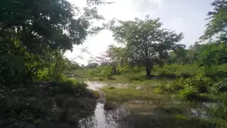 Lluvias del Frente Frío 37 traen alivio a los ganaderos de Sabancuy