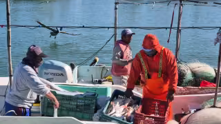 Pescadores de Champotón padecen una crisis por lluvias y escasez de producto