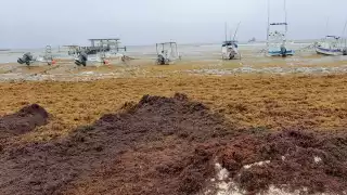 De continuar con el recale masivo de sargazo, podría batir récord este año