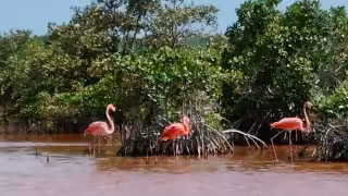 Flamencos convierten Isla Arena en atractivo natural del norte de Campeche