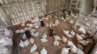 El guajolote nativo juega un papel importante en la cultura ancestral de las comunidades