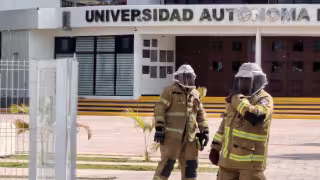 Deforestación impulsa ingreso de enjambres de abejas a zonas urbanas de Campeche