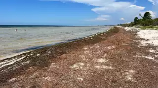 Centros de investigación yucatecos buscan opciones sostenibles, de impacto social y ambiental