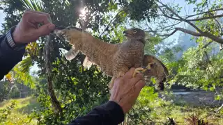 El ave presentaba mutilación de plumas primarias y secundarias