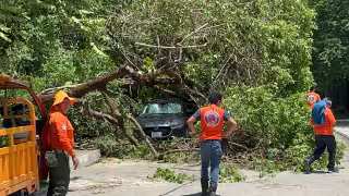 Un árbol cayó sobre un automóvil en la zona de Palmas, en Campeche.