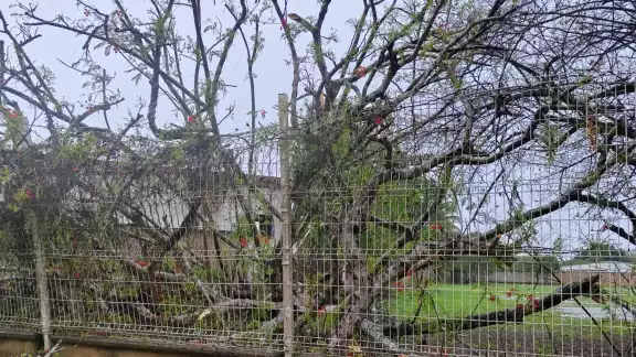 Se ha reportado la caída de árboles, sin presentar graves daños
