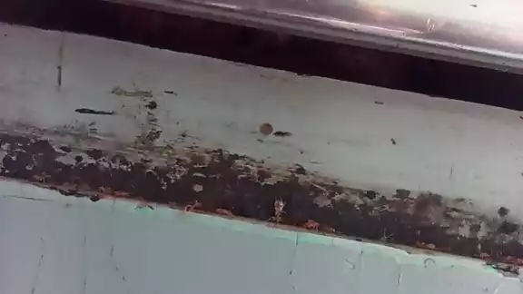 Denuncian supuesta plaga de chinches en Metro CDMX Denuncian supuesta plaga de chinches en Metro CDMX