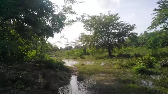 Beneficios inesperados: las lluvias mitigan la sequía en Campeche
