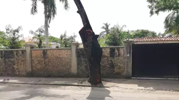 Este fue el árbol que impactó la conductora con su motocicleta. Este fue el árbol que impactó la conductora con su motocicleta.