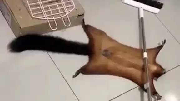 Ardilla dramática finge acciddente Ardilla dramática finge acciddente