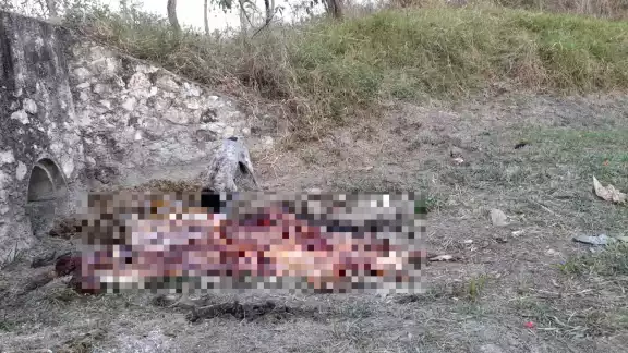 Se desconoce si la vaca fue robada y destazada en Escárcega