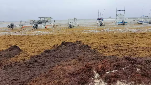 De continuar con el recale masivo de sargazo, podría batir récord este año
