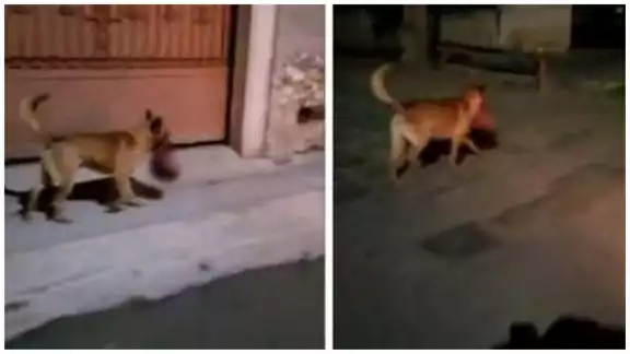 Autoridades de seguridad señalan que el perro halló la cabeza en un cajero automático en el municipio de Monte de Escobedo Autoridades de seguridad señalan que el perro halló la cabeza en un cajero automático en el municipio de Monte de Escobedo