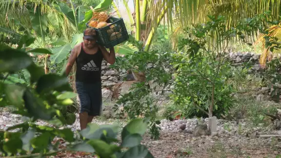En el estado se producen aproximadamente 250 mil unidades de coco al año, lo que representa el 2 por ciento de la cantidad nacional En el estado se producen aproximadamente 250 mil unidades de coco al año, lo que representa el 2 por ciento de la cantidad nacional