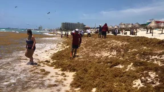 Desde el día de ayer se pudo ver un gran recale del alga marina sobre todo en Playa Coral y en Delfines Desde el día de ayer se pudo ver un gran recale del alga marina sobre todo en Playa Coral y en Delfines