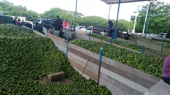 A pesar de que es apenas el inicio de la época de cosecha del producto, el precio alcanzó entre los 120 y 130 pesos