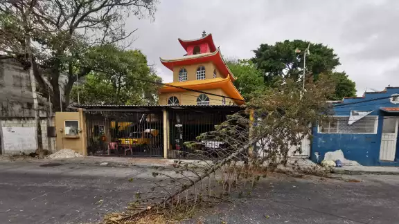 Cae gran pino en calles de la manigua.