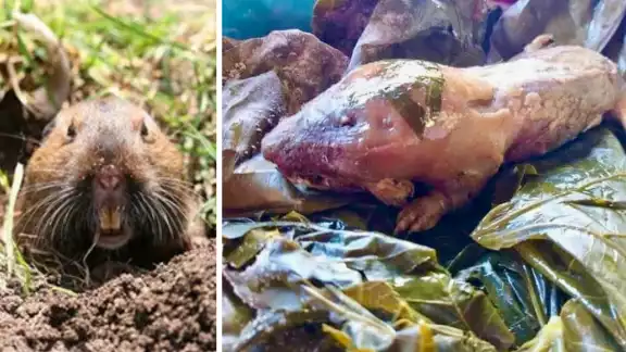 La tuza roedor que se come enterrado en Yucatán La tuza roedor que se come enterrado en Yucatán