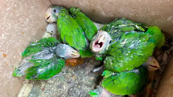 La FGR da seguimiento al presunto tráfico de especies en Yucatán