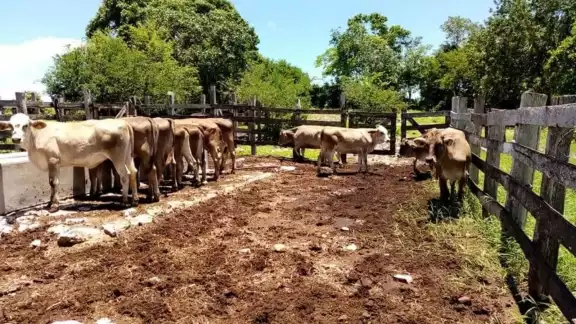 El rastro municipal reprobó cinco visitas de la Cofepris y las autoridades municipales no han escuchado las quejas