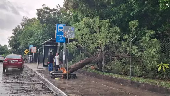 No se reportaron personas lesionadas tras la caída del árbol