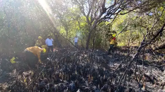 Fueron 60 hectáreas quemadas en el área del manglar de Campeche Fueron 60 hectáreas quemadas en el área del manglar de Campeche