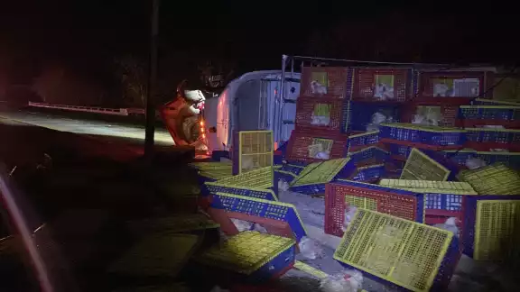 Bomberos de Campeche retiraron los pollos muertos de la carretera y ayudaron al chofer del tráiler volcado Bomberos de Campeche retiraron los pollos muertos de la carretera y ayudaron al chofer del tráiler volcado