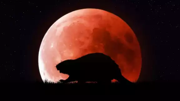 ¿Cuándo y cómo ver la Luna de Castor de noviembre 2023? ¿Cuándo y cómo ver la Luna de Castor de noviembre 2023?
