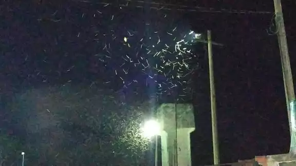 Las chinches se han visto principalmente en las lámparas de las calles de Valladolid Las chinches se han visto principalmente en las lámparas de las calles de Valladolid