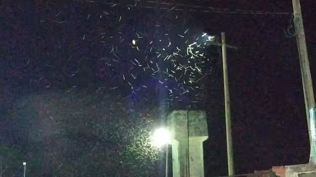 Las chinches se han visto principalmente en las lámparas de las calles de Valladolid