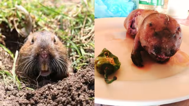 La tuza es un platillo que se cocina y come en Yucatán
