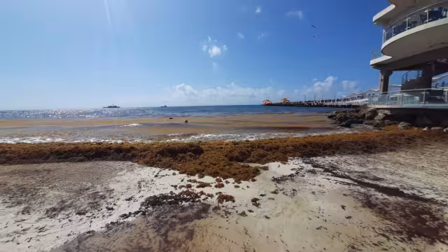 Playa del Carmen fue una de las ciudades más afectadas por el recale de sargazo durante el año pasado