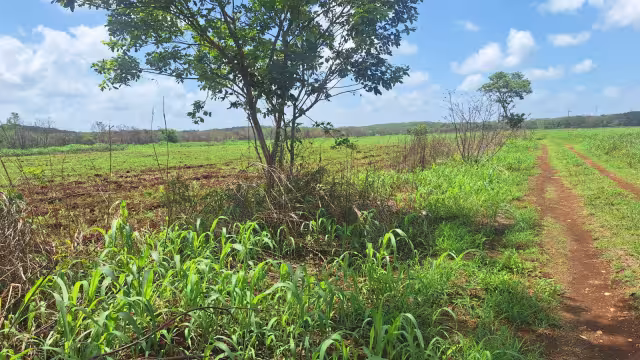 Santa Paula y Tenabo, focos recientes de presencia de acrídidos