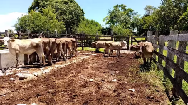 El rastro municipal reprobó cinco visitas de la Cofepris y las autoridades municipales no han escuchado las quejas